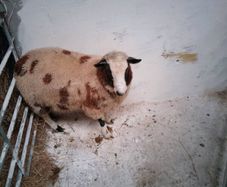 Hybrid ram Lamb