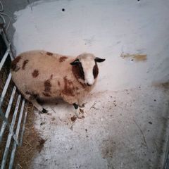 Hybrid ram Lamb