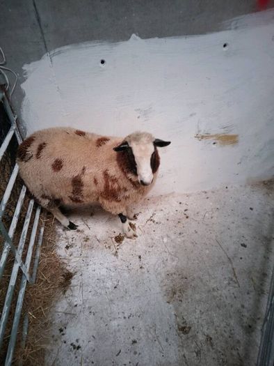 Hybrid ram Lamb