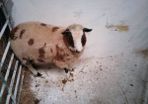 Hybrid ram Lamb