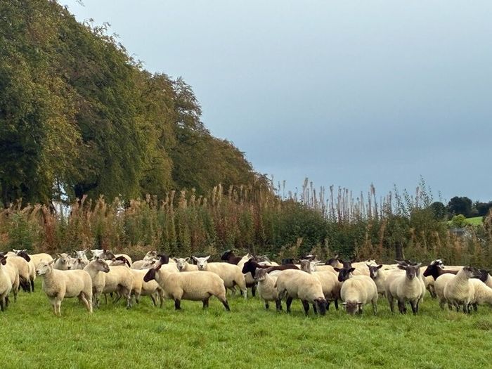 Hogget sheep