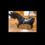 MJ Extra Large 'Uranus' Rocking Horse Image 6