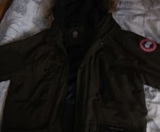 canada goose