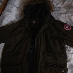 canada goose