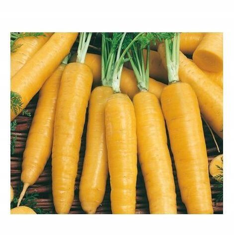 (C) Fodder Carrot Lobo seeds 3g (300648)