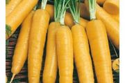 (C) Fodder Carrot Lobo seeds 3g (300648)