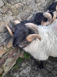 Mayo Mountain Rams