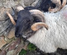 Mayo Mountain Rams