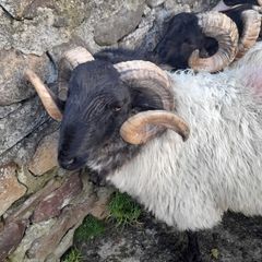 Mayo Mountain Rams