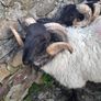 Mayo Mountain Rams Image 4