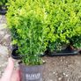 Box Hedging Image 5