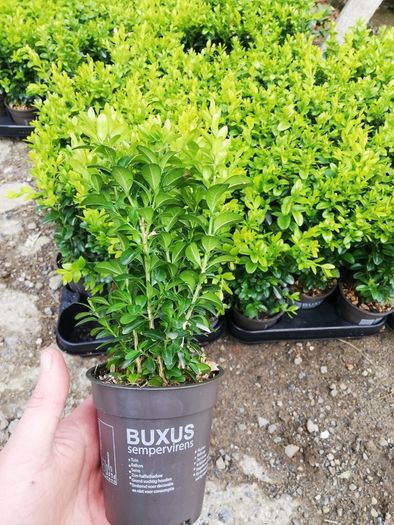 Box Hedging