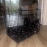 Dog Crate Image 2