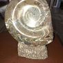 Ammonite statue Image 8