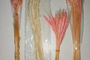 Pampas Grasses &amp; Foliage