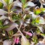 Shrubs and Garden Plants Image 9
