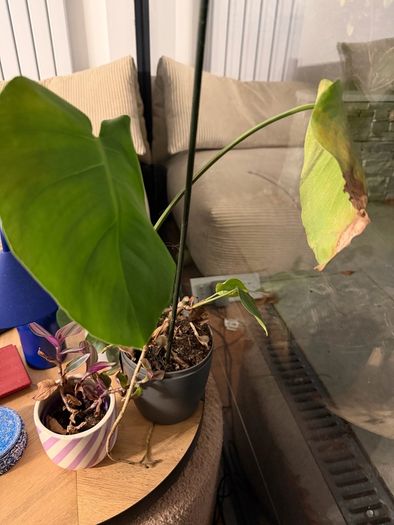Plants for sale
