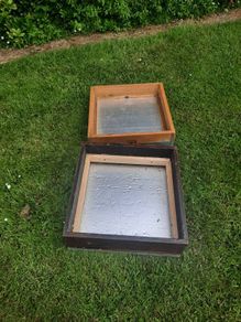 bees
