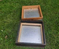 bees
