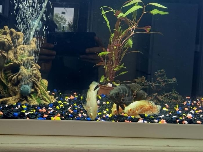 fish tank complete set 1 month
