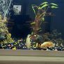 fish tank complete set 1 month Image 5
