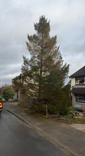 Gardening & Tree Service