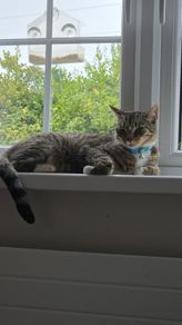 cat