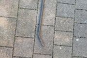 crowbar
