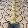 Orla kiely wallpaper Image 5