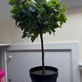 2x decoration tree Image 2