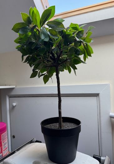 2x decoration tree