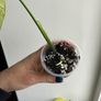 Monstera Aurea Image 3
