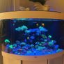 Juwel Trigon Aquarium Image 2