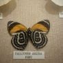 Vintage Framed Real Butterfly Collection With 8 Labelled Specimens Image 6