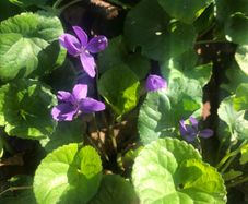Viola Odorata sweet Violet plant