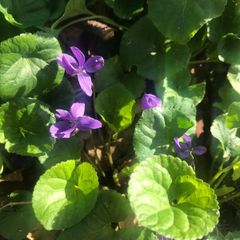 Viola Odorata sweet Violet plant