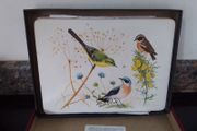 Set of Place Mats with Bird Display