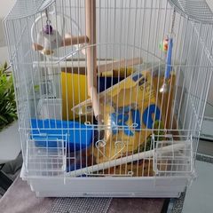 Bird cage with all accessories