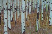 Original Paintings by local artist, for sale in Kilkenny