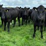 Angus heifers Image 5
