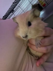 guinea pigs