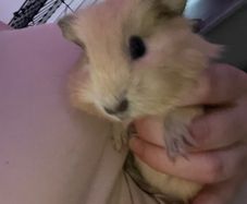 guinea pigs