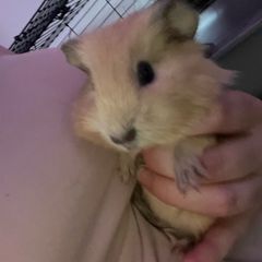 guinea pigs