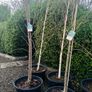 Japanese rowan tree job lot Image 4