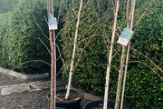 Japanese rowan tree job lot