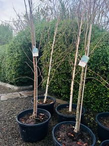 Japanese rowan tree job lot