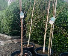 Japanese rowan tree job lot