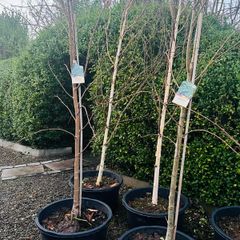 Japanese rowan tree job lot