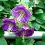 (B) Cathedral Bells seeds (5seeds) (410859) Image 2