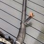 Stihl br380 leaf blower Image 3